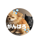 ari＊hamu＊tino（個別スタンプ：16）