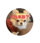 ari＊hamu＊tino（個別スタンプ：18）