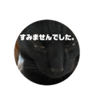 ari＊hamu＊tino（個別スタンプ：23）