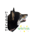 黒柴すずです（個別スタンプ：1）