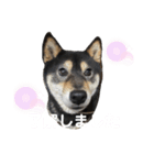 黒柴すずです（個別スタンプ：3）