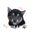 黒柴すずです（個別スタンプ：8）