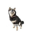 黒柴すずです（個別スタンプ：9）