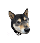 黒柴すずです（個別スタンプ：11）