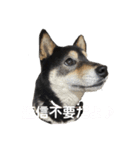 黒柴すずです（個別スタンプ：15）
