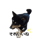 黒柴すずです（個別スタンプ：16）