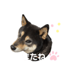 黒柴すずです（個別スタンプ：17）
