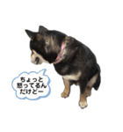 黒柴すずです（個別スタンプ：23）