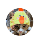 我が家の猫のみみぃたん（個別スタンプ：1）
