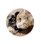 我が家の猫のみみぃたん（個別スタンプ：4）