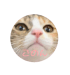 我が家の猫のみみぃたん（個別スタンプ：5）