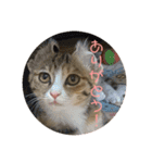 我が家の猫のみみぃたん（個別スタンプ：6）