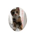我が家の猫のみみぃたん（個別スタンプ：7）