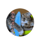 我が家の猫のみみぃたん（個別スタンプ：9）