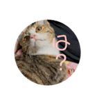 我が家の猫のみみぃたん（個別スタンプ：10）