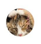 我が家の猫のみみぃたん（個別スタンプ：11）