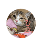 我が家の猫のみみぃたん（個別スタンプ：12）