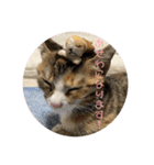 我が家の猫のみみぃたん（個別スタンプ：13）