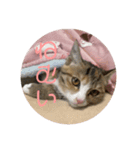 我が家の猫のみみぃたん（個別スタンプ：14）