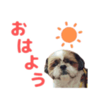 シーズー犬 マル君（個別スタンプ：1）