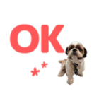 シーズー犬 マル君（個別スタンプ：2）