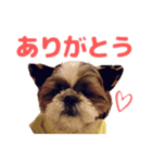 シーズー犬 マル君（個別スタンプ：3）