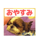 シーズー犬 マル君（個別スタンプ：5）