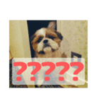シーズー犬 マル君（個別スタンプ：7）