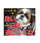 シーズー犬 マル君（個別スタンプ：8）