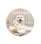 ドラジェのにちじょう（個別スタンプ：1）
