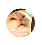 ドラジェのにちじょう（個別スタンプ：4）