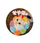 ドラジェのにちじょう（個別スタンプ：5）