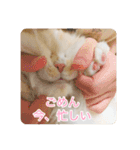 ドラジェのにちじょう（個別スタンプ：8）