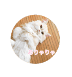 ドラジェのにちじょう（個別スタンプ：9）