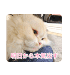 ドラジェのにちじょう（個別スタンプ：11）
