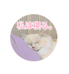 ドラジェのにちじょう（個別スタンプ：12）