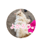 ドラジェのにちじょう（個別スタンプ：13）