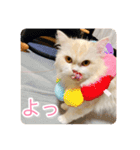 ドラジェのにちじょう（個別スタンプ：15）