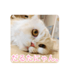 ドラジェのにちじょう（個別スタンプ：16）