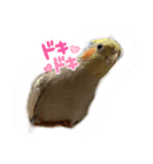 オカメさんの日常（個別スタンプ：5）