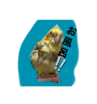 オカメさんの日常（個別スタンプ：6）