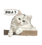 ミッシェルⅡ（個別スタンプ：5）