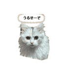 ミッシェルⅡ（個別スタンプ：7）