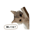 ミッシェルⅡ（個別スタンプ：10）