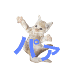 茶トラの子猫ちゃん（個別スタンプ：2）