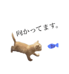 茶トラの子猫ちゃん（個別スタンプ：3）