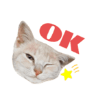 茶トラの子猫ちゃん（個別スタンプ：4）