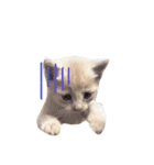 茶トラの子猫ちゃん（個別スタンプ：5）