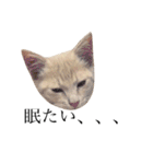 茶トラの子猫ちゃん（個別スタンプ：6）