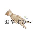 茶トラの子猫ちゃん（個別スタンプ：7）